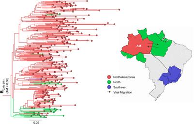 Dissemination Dynamics of HIV-1 Subtype B Pandemic and Non-pandemic Lineages Circulating in <mark class="highlighted">Amazonas</mark>, Brazil
